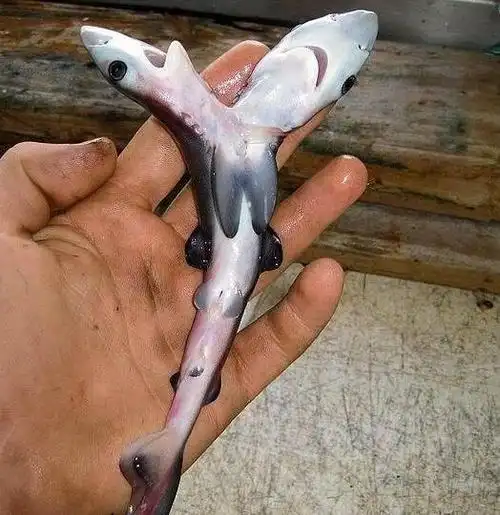 近年海洋中出现大量基因突变的双头鲨鱼