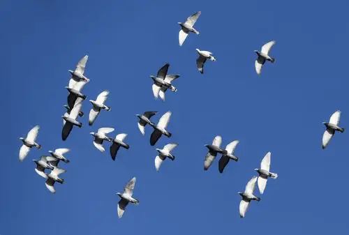 蓝天下自由飞翔的鸽子