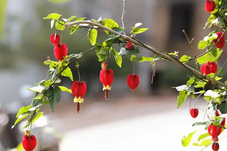 生态微距:灯笼花红四月天