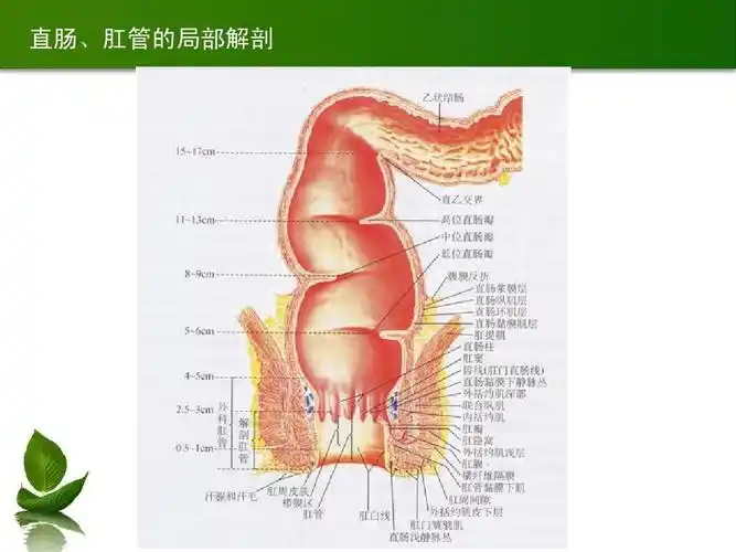 直肠,肛管的局部解剖