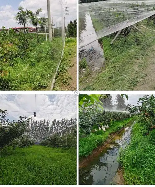 果园防鸟网果树大棚防护网樱桃葡萄防鸟用网鱼塘养殖尼龙网全新料40米