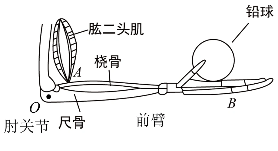 垂直于小臂向上施加一个拉力,此时整个小臂就是一个 ___________杠杆