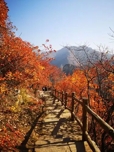 秋风秋韵秋气爽,深秋的北京秋色渐浓处处呈现出美丽的景色令人陶醉,秋