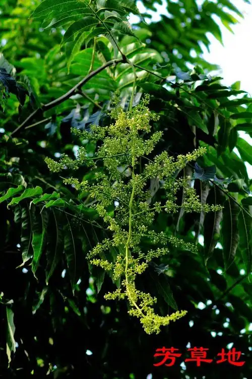 香椿树开花