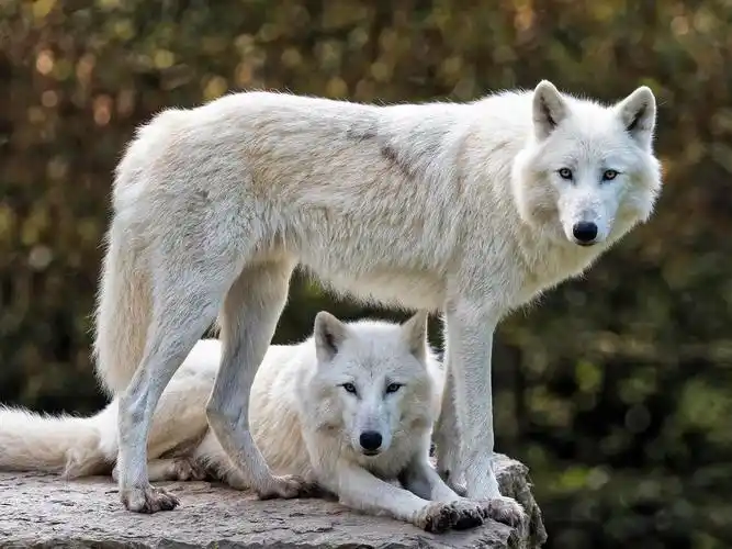 两只白狼,看,休息