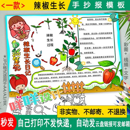 辣椒生长过程自然笔记手抄报黑白线描可涂色植物观察日记小报模板