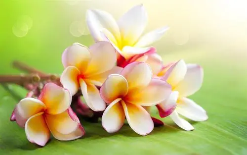 鸡蛋花-鲜花摄影壁纸