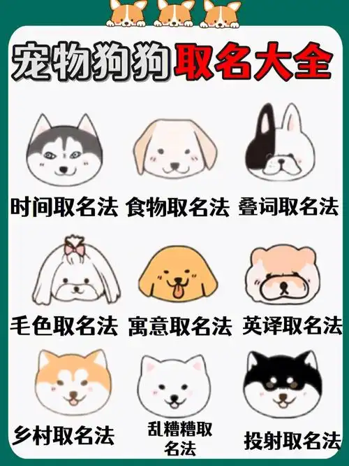 养宠物做的第 一件事就是给爱犬取一个响亮又特别的名字想要给狗狗取