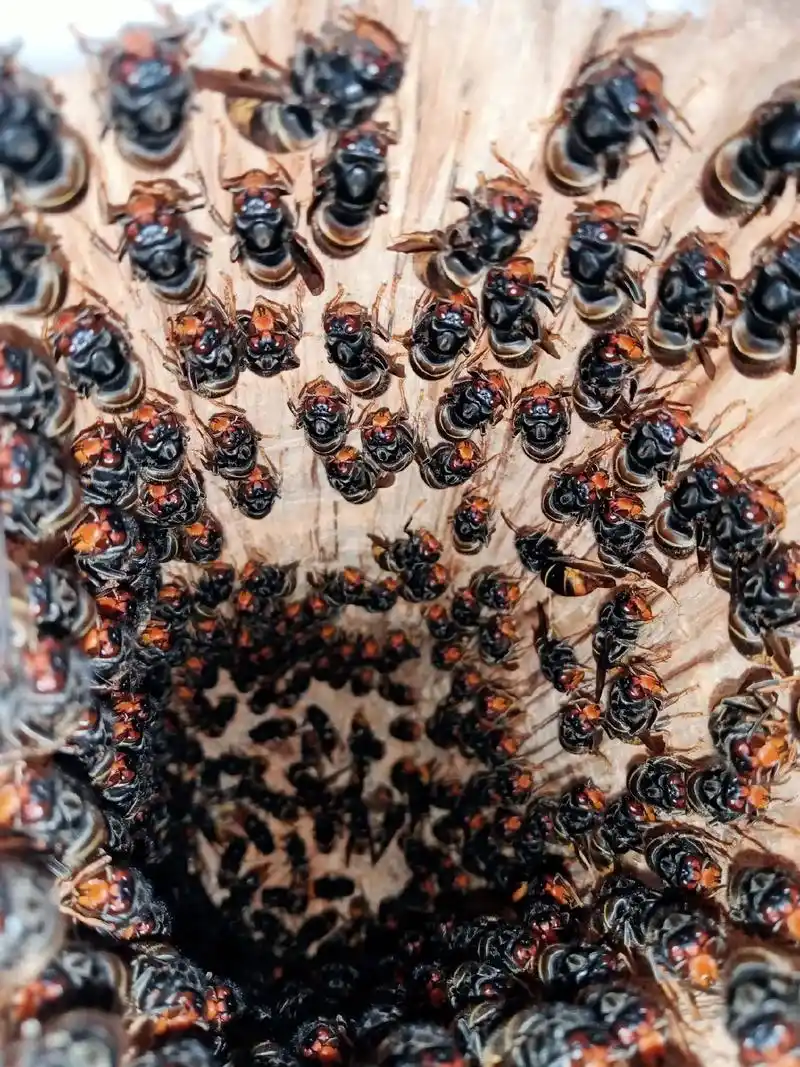 胡蜂养殖,黑背黄脚蜂王出售!胡蜂养殖技术,一种新型的林下特种 - 抖音