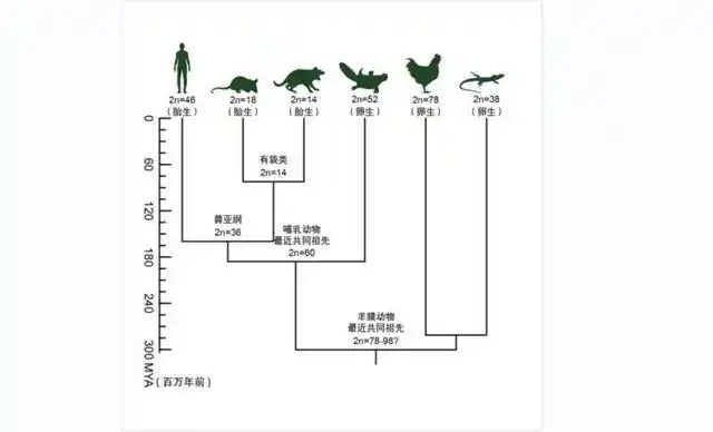 人类进化中形成的"恐蛇信号"