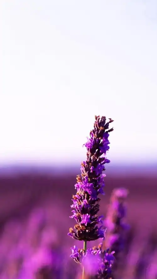 清新迷人的薰衣草风景,高清图片,手机锁屏桌面-壁纸族