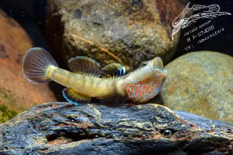 广西百色溪吻虾虎