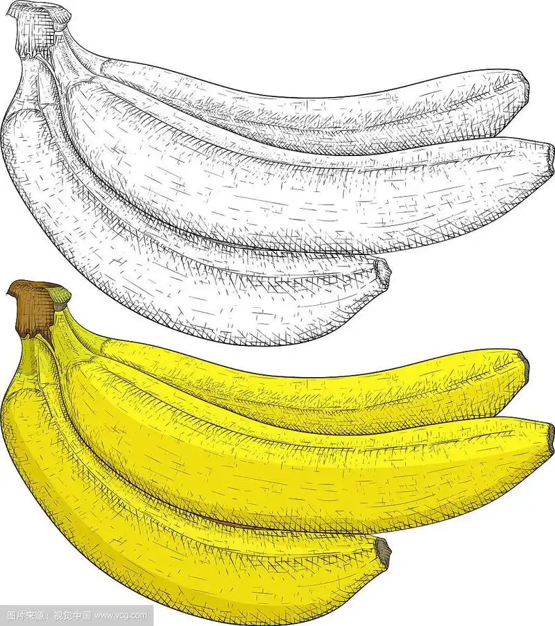 香蕉手绘素描