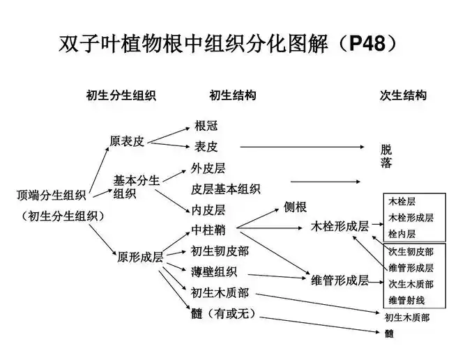初生分生组织ppt