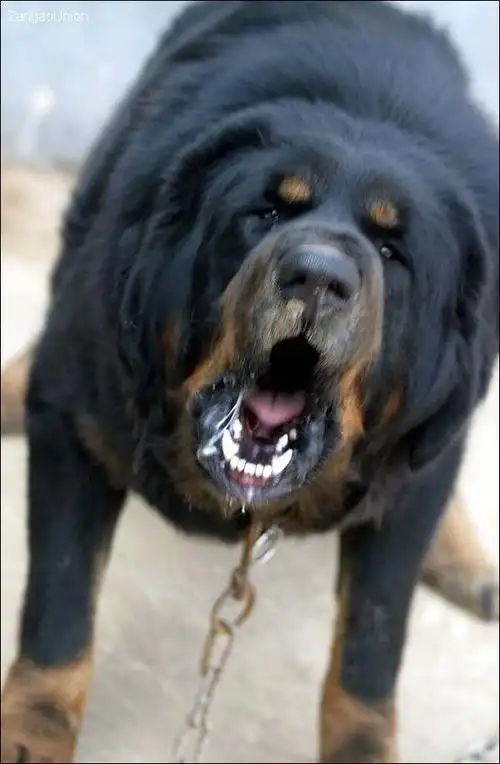 藏獒野性美.虎头獒!