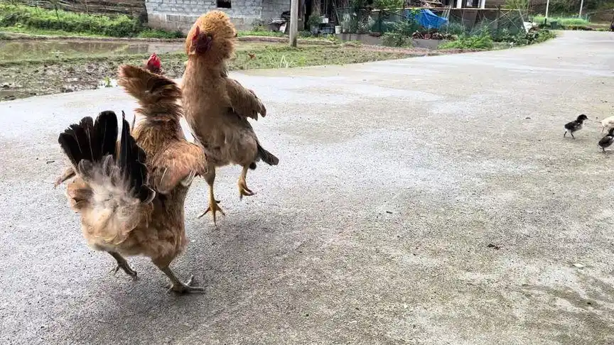 母鸡打架:姑姑欺负侄女坐月子!