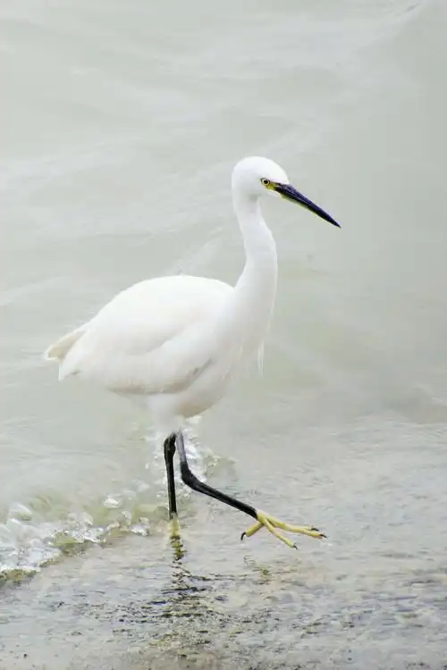 镜头下钓鱼的白鹭