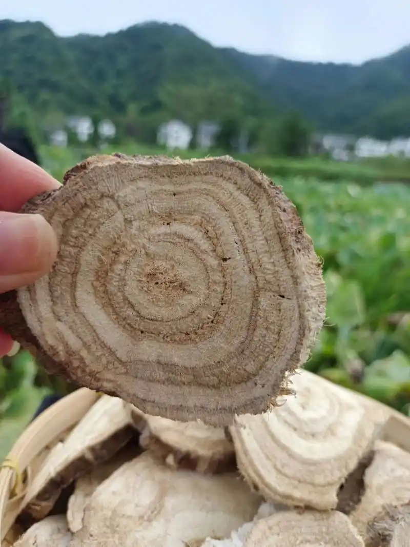 野生葛根分两种,野生粉葛和野生柴葛 很多人不知道,葛根有两种,一种是