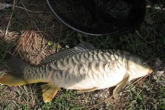 镜子鱼又名三道鲤该品种是从原西德引进的品种,经过黑龙江水产研究所