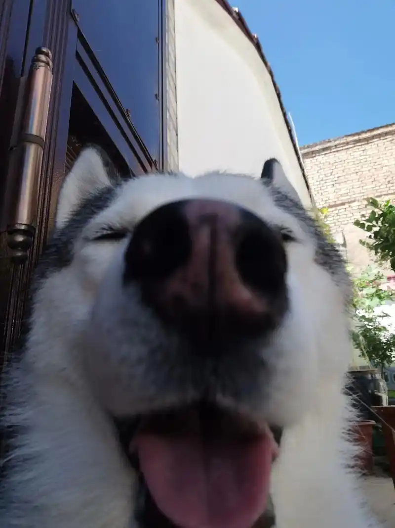 最后一张是帅的#狗狗 #哈士奇 #家有傻狗 #搞笑 #给生活 - 抖音