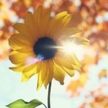 待到春暖花开,风景头像图片-回车桌面