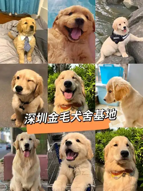 深圳那家犬舍靠谱小红书推荐深圳金毛犬舍