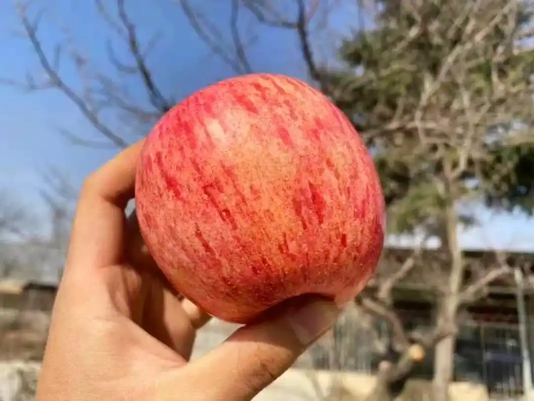 这个苹果味道真不错