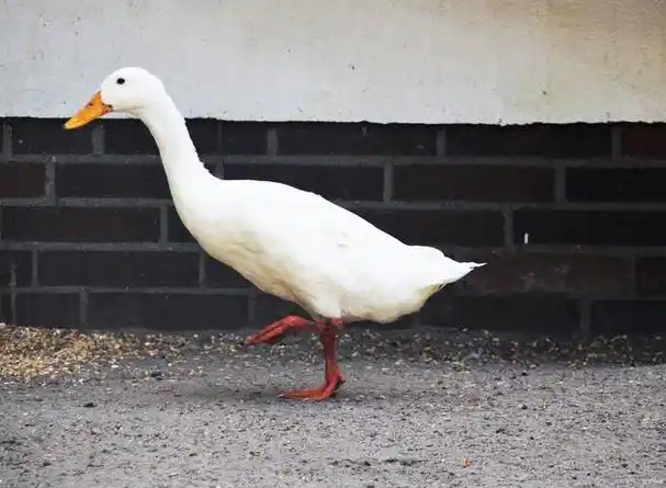 鸭子走路为什么一摇一摆?