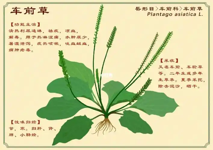 车前草