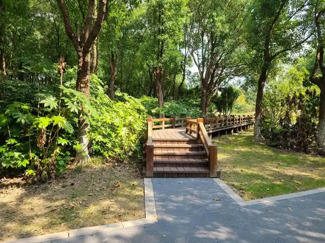 林下设有架空木栈道,步行之上感觉不错,只是木头耐久性欠佳,部分已