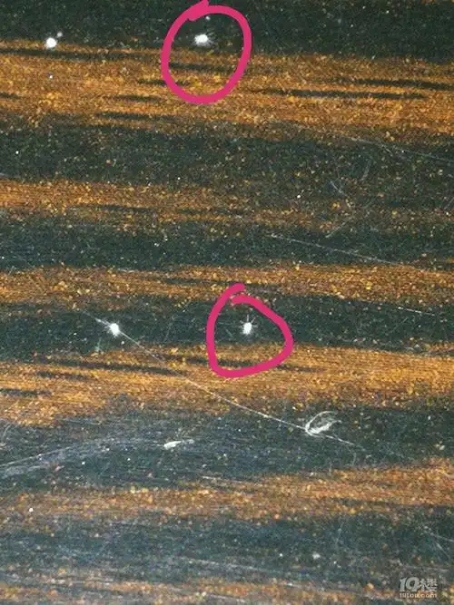 求助家具上出现白色的小虫