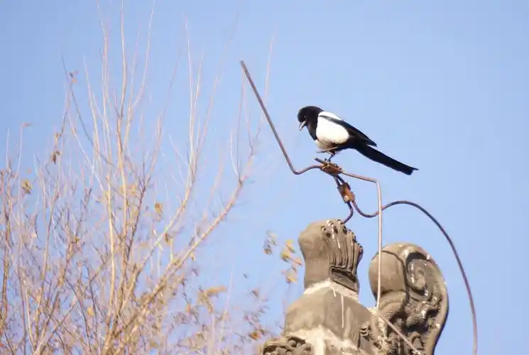 喜鹊枝头叫,喜事连连到