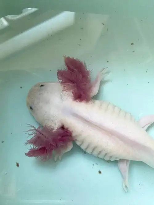 小胖子换水最后一张图慎看