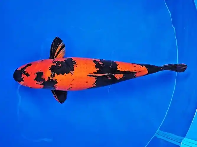 丸誠绯写锦鲤,四岁七十四公分逸品观赏鱼.