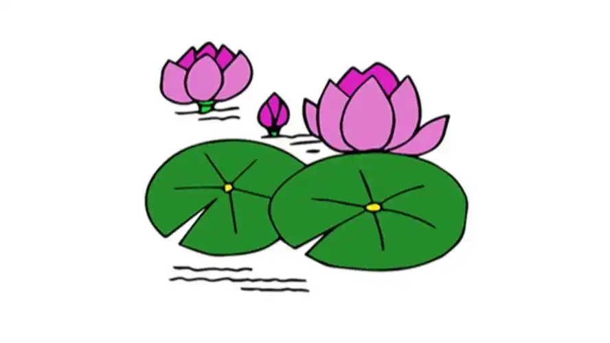 简笔画 - 懂得水中盛开的莲花简笔画步骤教程高尚的莲花上色简笔画
