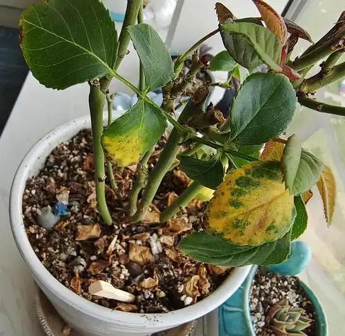 求问,阳台月季叶子变黄了,是什么原因呢