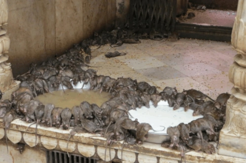 出国旅游时发现密集"鼠群",却被严正声明请勿伤害,顿时懵逼了