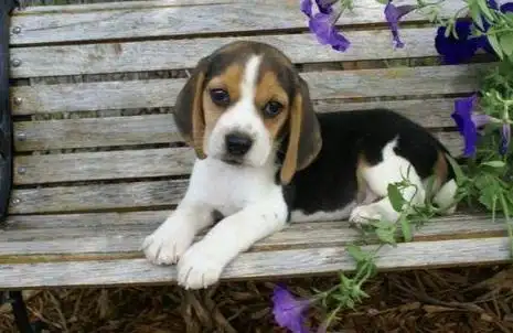 出售纯种比格幼犬吉度幼犬米格鲁猎兔犬大耳朵巴活体宠物狗