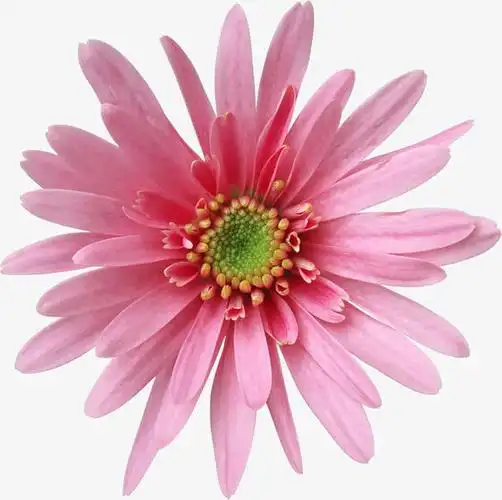 花卉ps素材手绘花卉素材 花朵