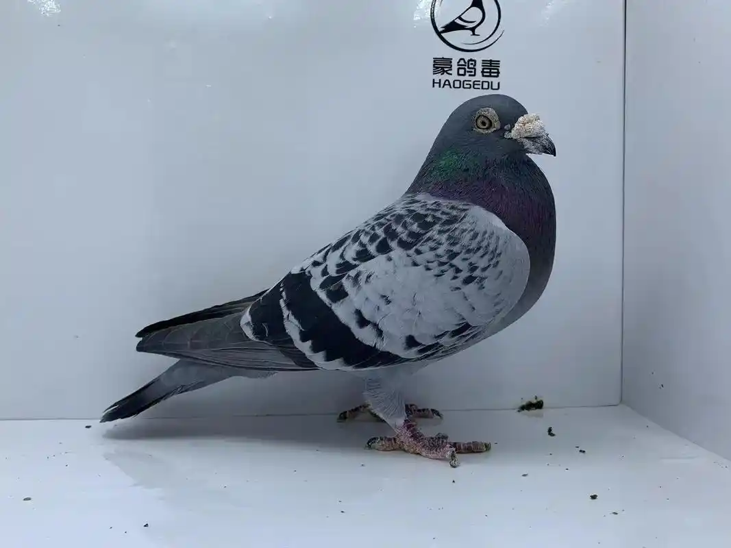 海霸王詹森.这是最老海霸王了,已经没做育能力#信鸽赛鸽 #养 - 抖音