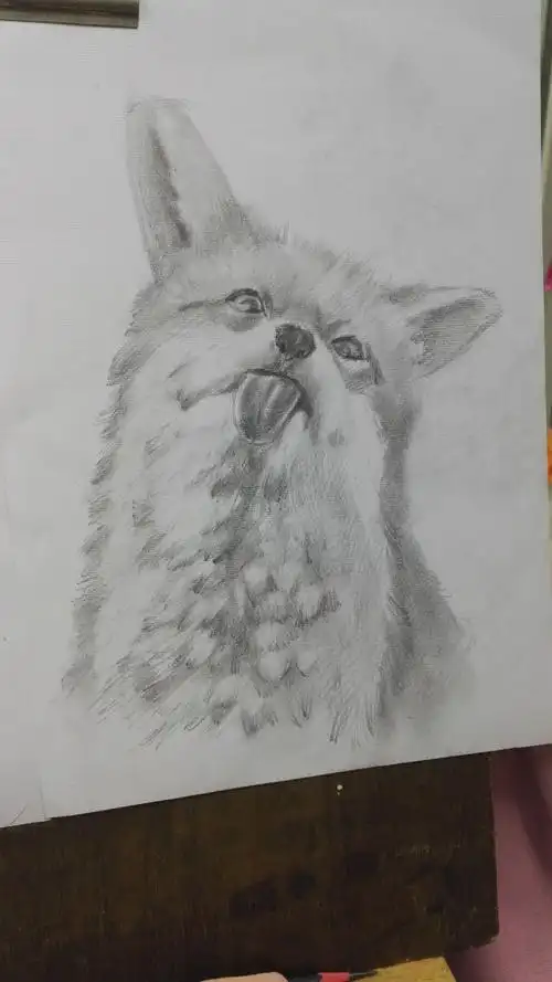 关注合集小狐狸素描动物小动物狐狸