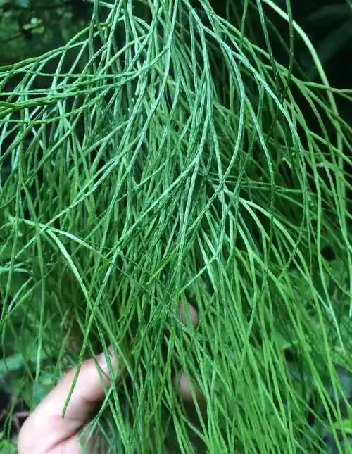 农村什么草能长到跟女人头发一样那么长?