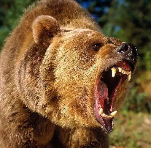 拍猛兽凶相毕露,这让你想到了什么 狠在争夺食物时眼睛发出吓人的绿光