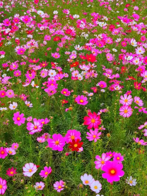 秋英花绽,中秋惊艳!