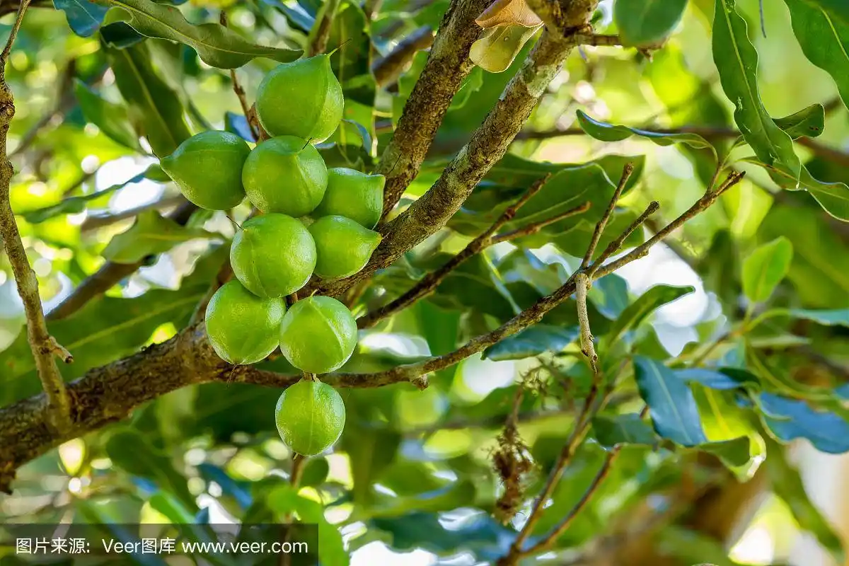 树上的澳洲坚果