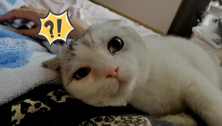 一声惊雷虎躯一震