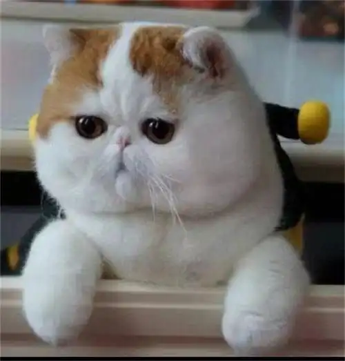 西宁在哪里有加菲猫卖城中区哪里有 - 比趣宠物