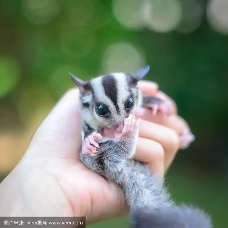 手,蜜袋鼯,女孩,可爱的,宠物