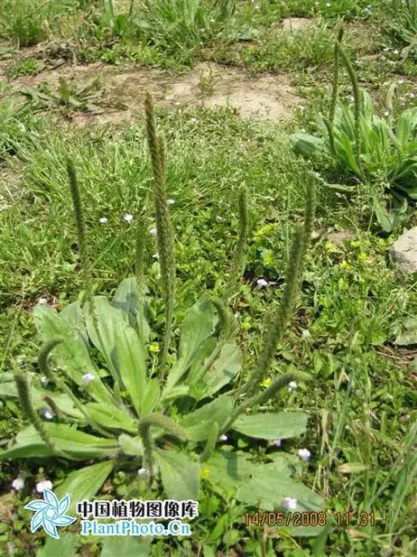 p>北美车前(学名: i>plantago virginica /i>  l.