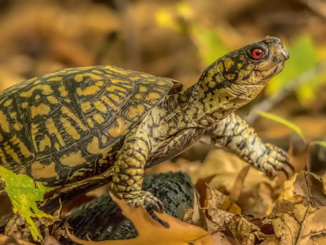 乌龟在秋天 壁纸